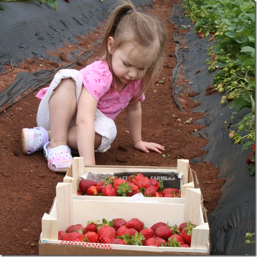 strawberrydirtgirl