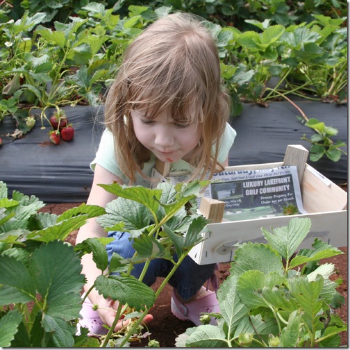 strawberryemilypicking