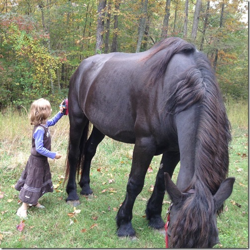 horsegrooming