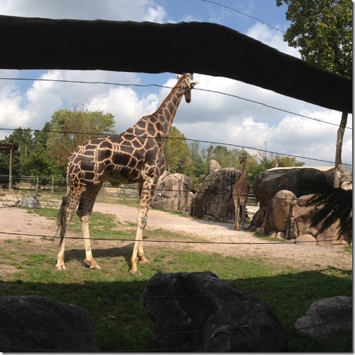 zoogiraffe