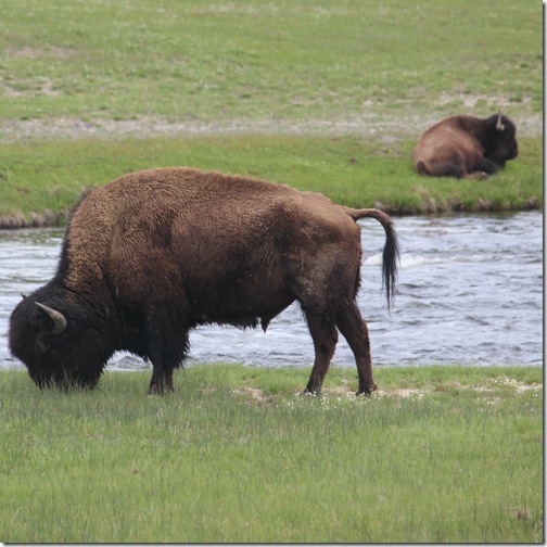 bison