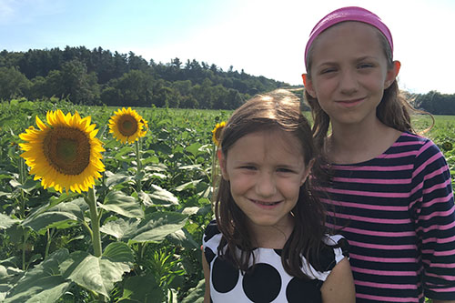 sunflowers